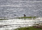 Aziatische grijze snip (Asian dowitcher) (Limnodromus semipalmatus) - Ogii Nuur 14-08-2016 (3)